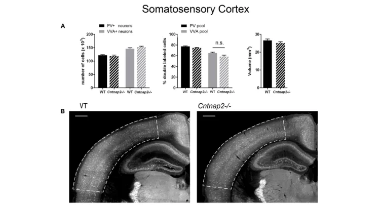 FIGURE 3 | (A) Left: Stereological estimations of PV + (black) and VVA + (gray) cells in the SSC of PND25 WT (N = 6) and Cntnap2–/– (N = 5) mice