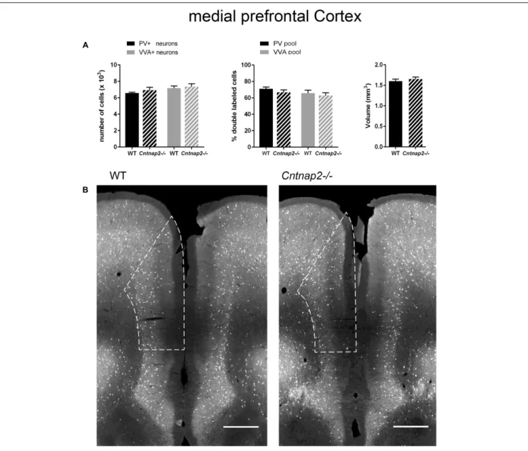 FIGURE 4 | (A) Left: Stereological estimations of PV + (black) and VVA + (gray) cells in the mPFC of PND25 WT (N = 6) and Cntnap2–/– (N = 5) mice