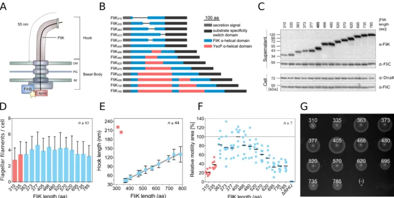 Fig 1. Characterization of hook-length variants and motility performance in semisolid media