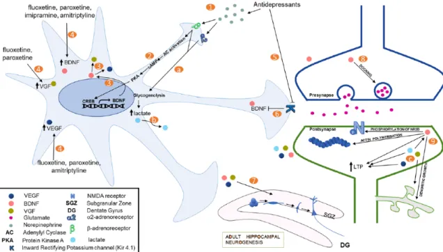 Figure 1.  A schematic representation showing effects of monoamines and antidepressants on astrocytes, which are relevant to their antidepressant  action