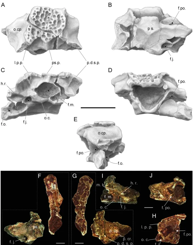 Figure 3 Incomplete skulls with prooticooccipital, frontoparietal and parasphenoid bones of Thaumastosaurus bottii