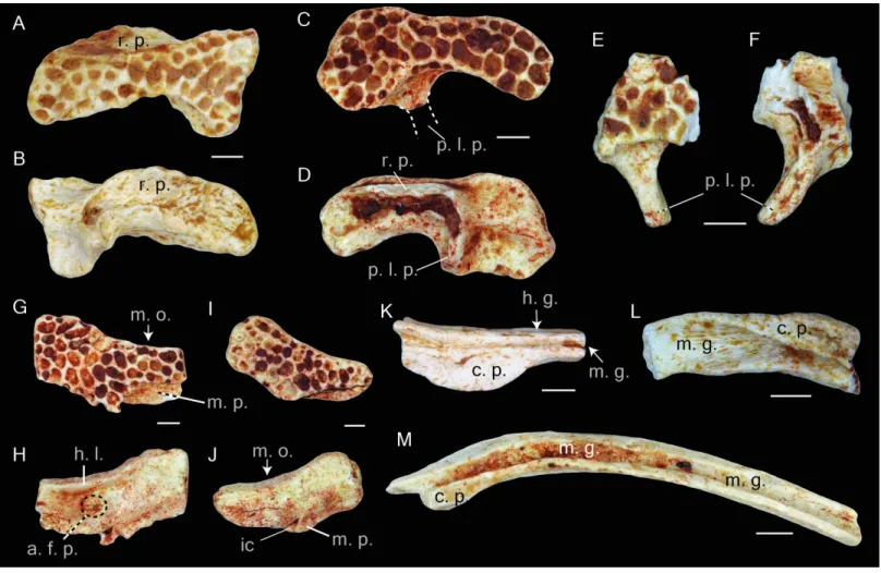 Figure 4 Squamosal and prearticulars of Thaumastosaurus bottii. Posterior parts of (A–B) one left; NHMB V.R.145, loc