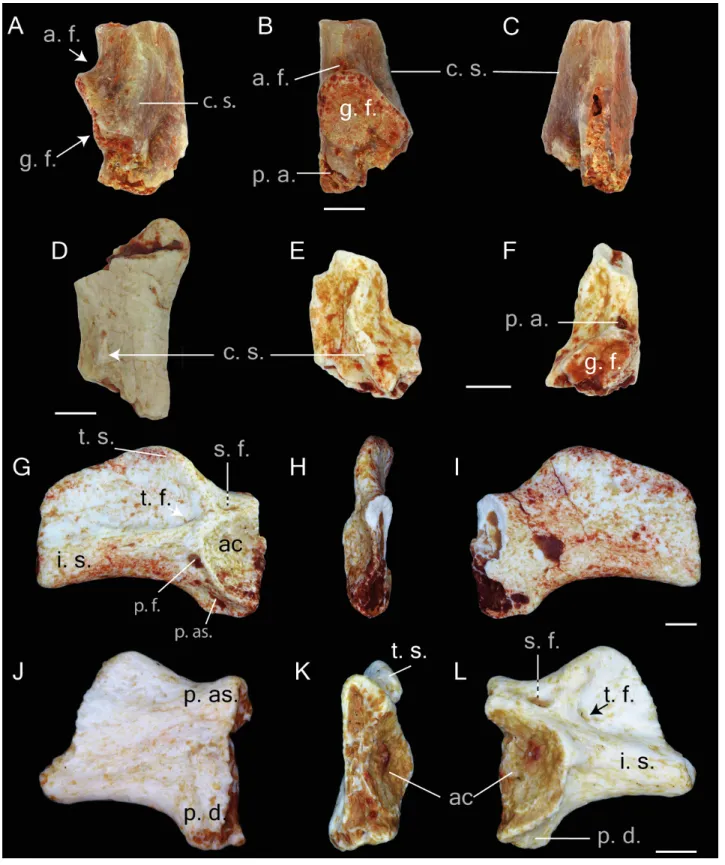 Figure 5 Postcranial elements of Thaumastosaurus bottii. (A–C) Left scapula, MJSN VRR006-607, loc