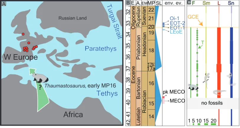 Figure 6 Palaeogeography of Europe with fossil record of the late Eocene–early Oligocene record of herpetofauna (A) palaeogeographic map Europe of Eocene redrawn by Popov et al