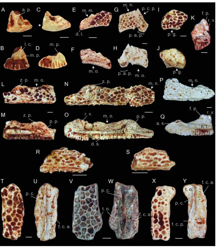 Figure 2 Praemaxillae, maxillae, nasals, squamosals and frontals of Thaumastosaurus bottii