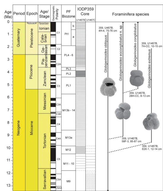 Fig. 5 Stratigraphic range and inferred phylogenetic relationships of G.