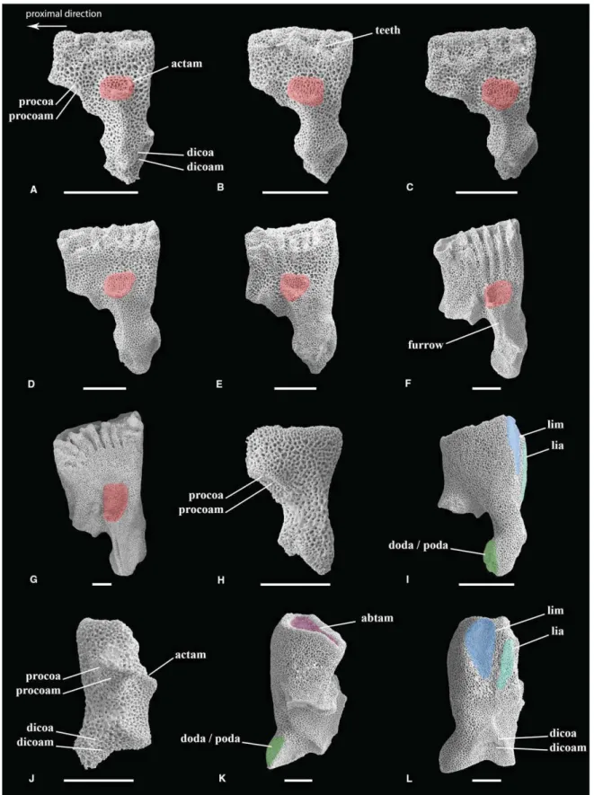 Fig. 7 Scanning electron microscopy (SEM) images of ﬁrst ambulacrals, (A–G) in actinal view; (H–I) in abactinal view; (J–K) in proximal view; (L) in distal view