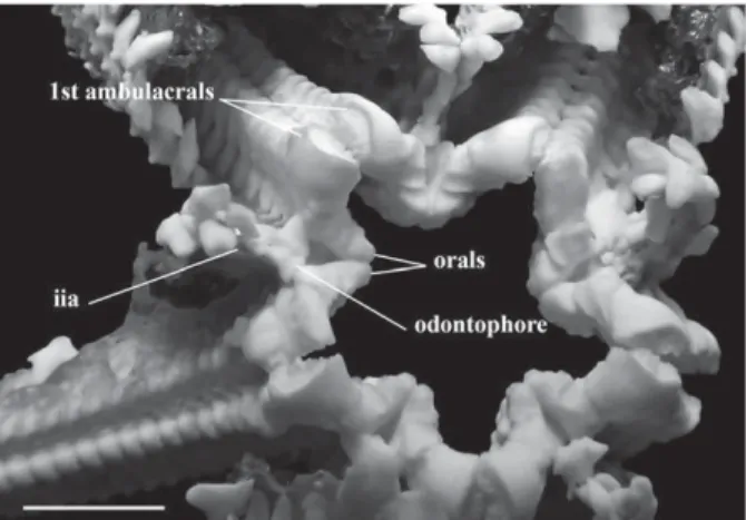 Fig. 9 Abactinal view of the oral frame of the specimen Z7, partially dissected. See Table 2 for abbreviations