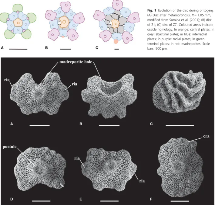 Fig. 2 Scanning electron microscopy (SEM) images of the plates composing the disc. (A) Interradial plate of Z1, in abactinal view; (B) interradial plate of Z3, in actinal view; (C) madreporite of Z5, in abactinal view; (D – F) central, interradial and radi