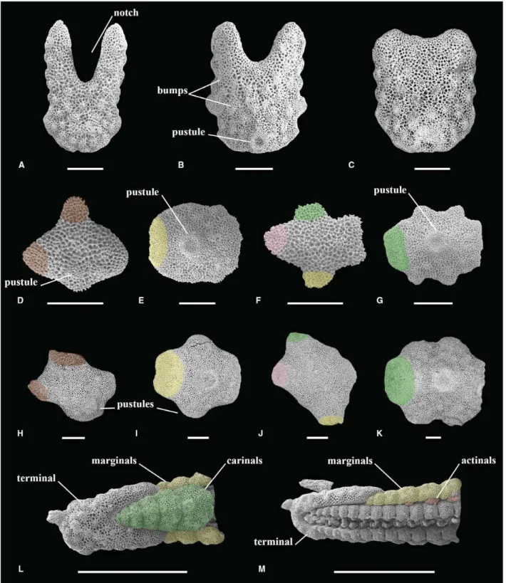 Fig. 3 Scanning electron microscopy (SEM) images of the terminals in abactinal view (A – C) and wall skeleton ossicles in abactinal view (D – M)