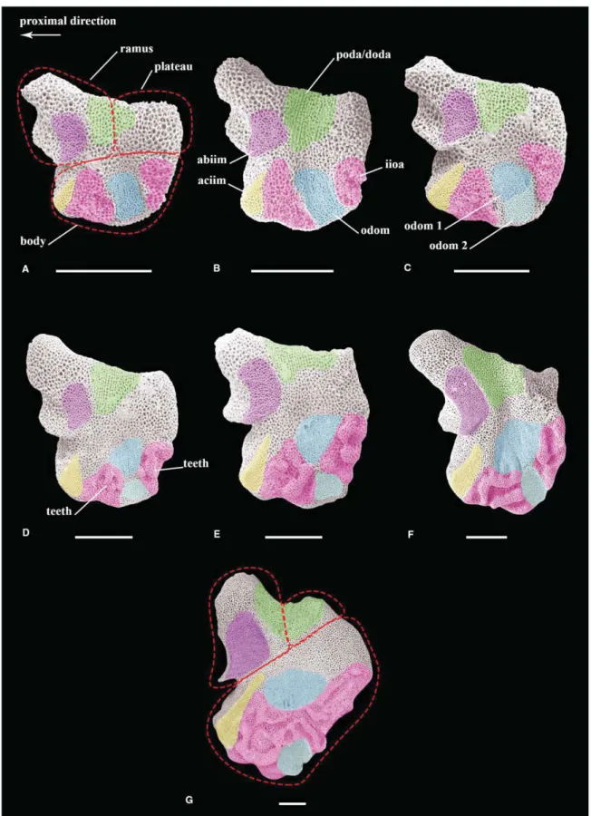 Fig. 5 Scanning electron microscopy (SEM) images of oral ossicles in interradial view