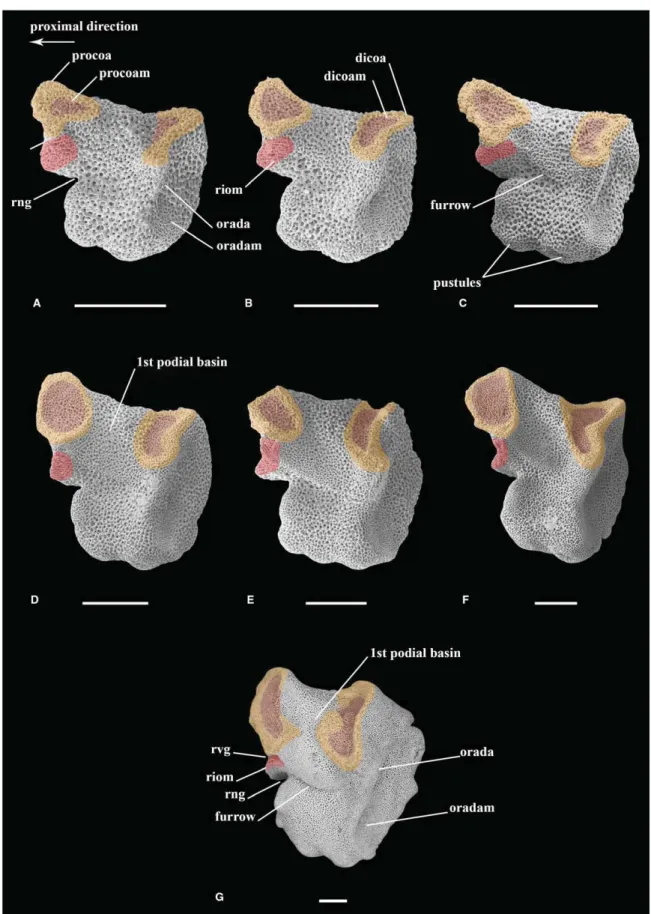 Fig. 6 Scanning electron microscopy (SEM) images of oral ossicles in radial view. (A) Z1; (B) Z2; (C) Z3; (D) Z4; (E) Z5; (F) Z6; (G) Z7