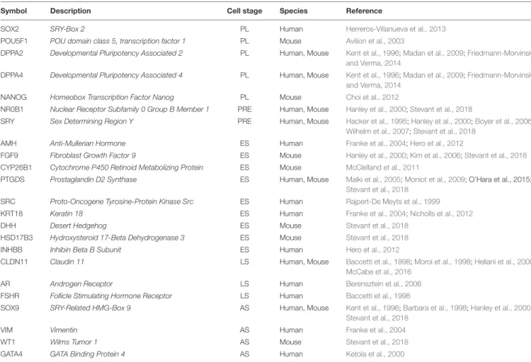 TABLE 1 | List of genes from expressed in the different stages of differentiation and maturation of SCs based on literature search.