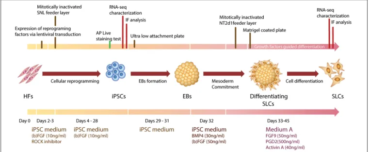 FIGURE 1 | Graphic representation of Human Fibroblasts (HFs) cell reprogramming and iPSCs differentiation toward SLCs