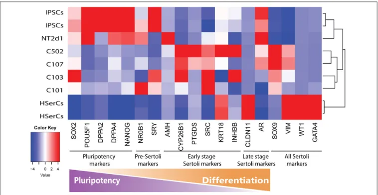 FIGURE 5 | Analysis of genes markers of SCs stages. Transcriptome heatmap of relative gene expression between Sertoli cell models.RNA expression pattern for NT2d1, HSerCs and four SLC colonies