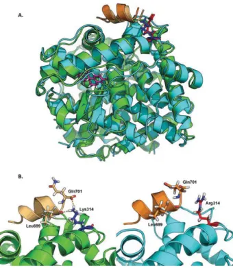 Figure 1. Molecular modeling of WT and mutant ESR2.
