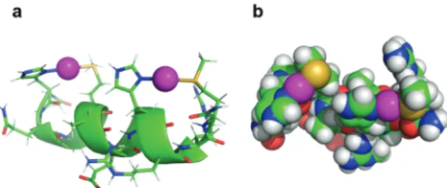 Fig. 5 Model of the coordination mode of two Ag + by B2. The spacing of two amino acids between the histidine and methionine residues of the two HX 2 M binding sites brings the two ligands onto the same side of the a-helix, allowing a linear coordination o