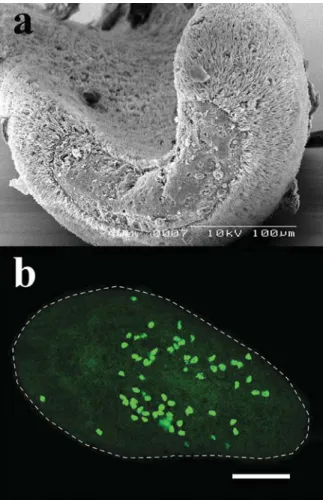 Figure 2. a) SEM image of an adult S. roscoffensis during its posterior regeneration process
