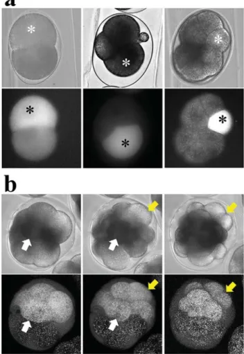 Figure 6. Preliminary results of microinjection on S. roscoffensis. a) Single cell injections during different early developmental stages
