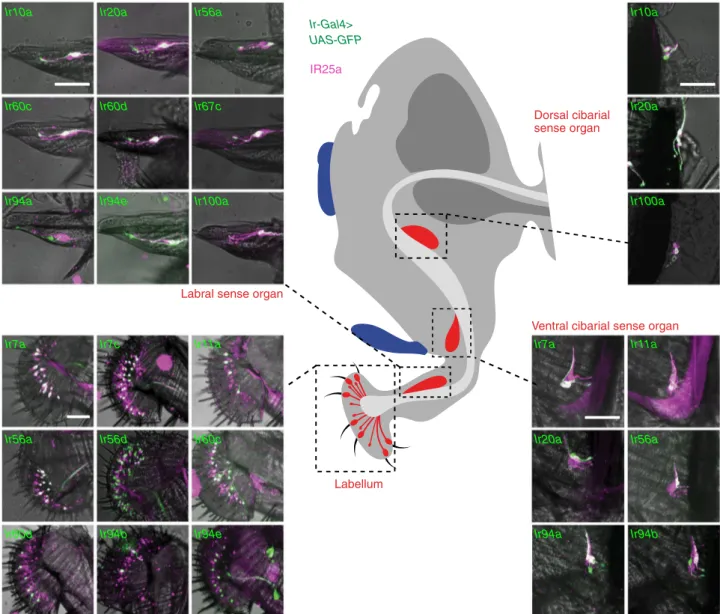 Fig. 3 Expression of Ir-Gal4 drivers in the proboscis of adult Drosophila. Immuno ﬂ uorescence with anti-GFP (green) and anti-IR25a (magenta), overlaid on bright- ﬁ eld images, on whole-mount proboscides revealing the expression of Ir-Gal4 lines in differe