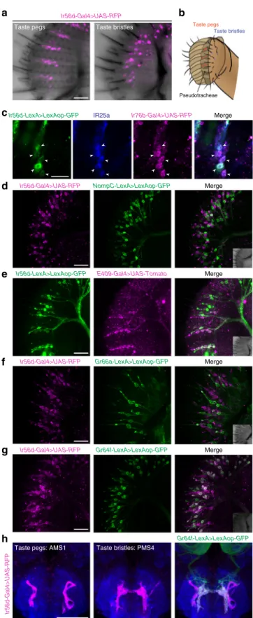 Fig. 4 IR56d is expressed in two populations of neurons in the labellum.