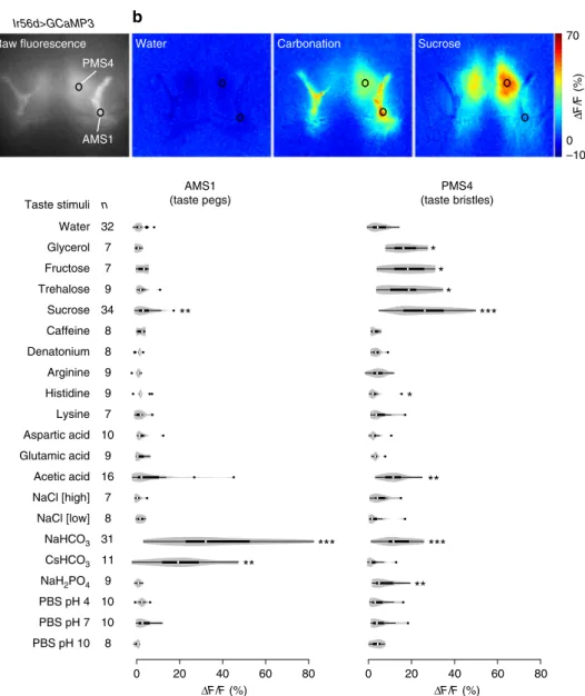 Fig. 5 IR56d neurons respond to carbonation and sugars. a Raw ﬂ uorescence image of IR56d neuron axons innervating the SEZ in a w;UAS-GCaMP3;Ir56d- w;UAS-GCaMP3;Ir56d-Gal4 animal