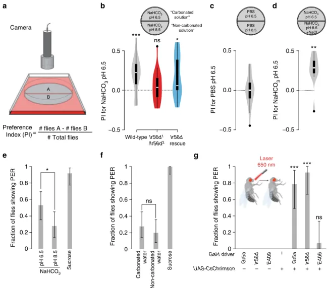 Fig. 7 Carbonation promotes IR56d-dependent feeding behaviours: a Schematic of the two-choice positional preference arena assay