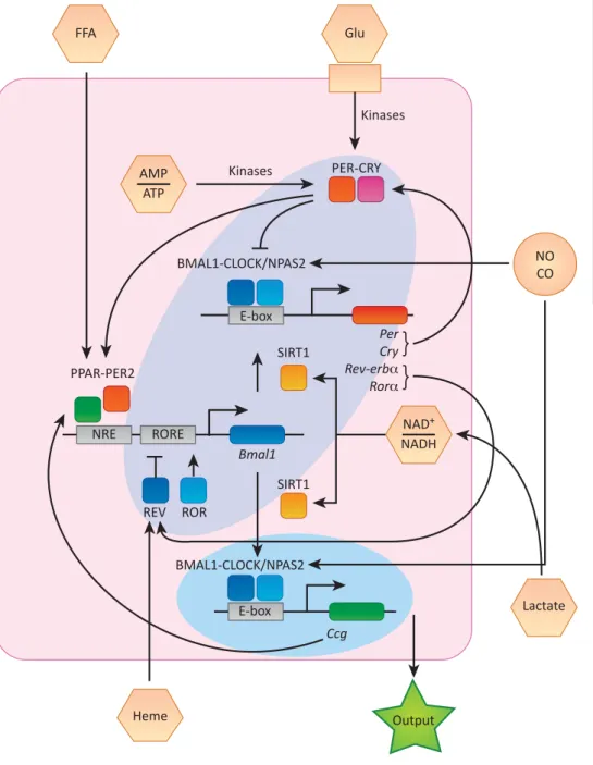 Figure 1. The Molecular Circadian Oscillator in a Cell. The diagram depicts a simpli ﬁ ed model of the autoregulatory feedback loop of the cellular circadian oscillator (grey shaded tilted oval)