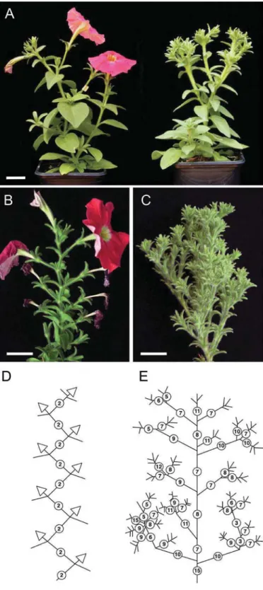 Figure 1. Mutant phenotype of bns . (A) Flowering wildtype W138 plant (left), and bns mutant (right) at the same age