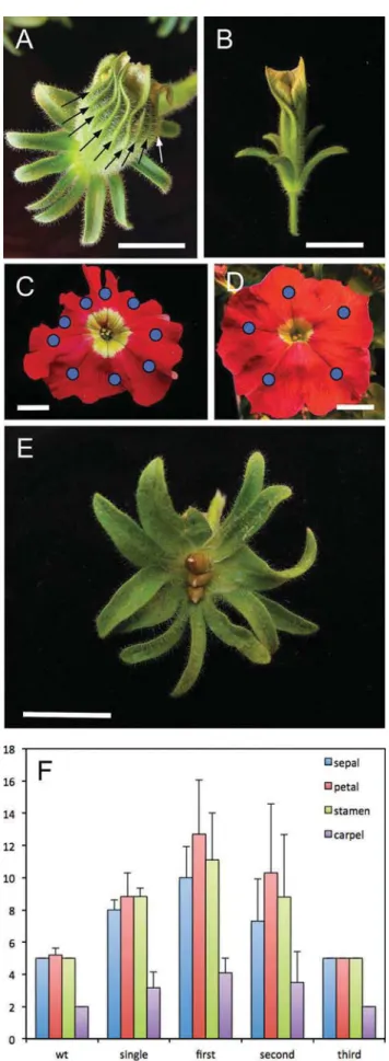 Figure 3. Phenotype of bns revertant flowers. (A) A bns revertant flower with increased numbers of sepals (10 visible), and a large corolla with many fused petals (arrows; 9 visible)
