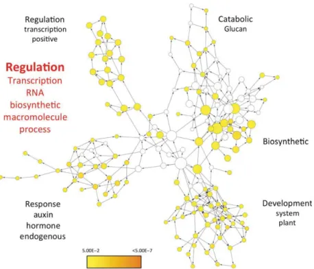 Figure 6. Over-represented gene ontology (GO) terms among candidate imprinted genes (IGs) and interactions between GO terms (biological process terms only).