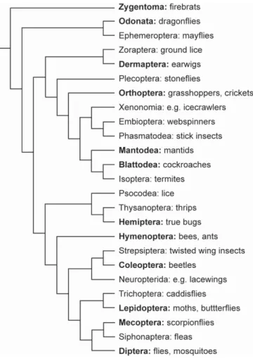 Table 1 lists all species that were examined for GABA immunoreactiv- immunoreactiv-ity in the central complex in this and previous studies