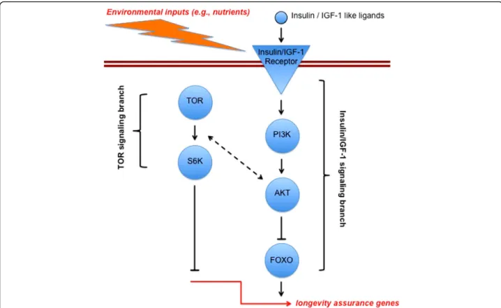 Fig. 3. A strongly simplified representation of the evolutionarily conserved insulin/insulin-like growth factor signaling (IIS) and target of rapamycin (TOR) network which regulates lifespan in distinct organisms, from invertebrates to humans