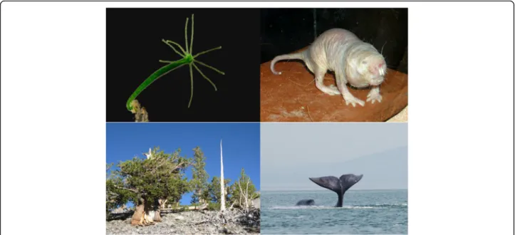 Fig. 4. Longevous organisms. Many organisms age very slowly, if at all. Top left: the freshwater polyp Hydra (top left) is potentially immortal.