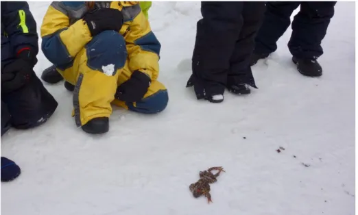 Figure 2 : exemple d'une situation imprévue, grenouille écrasée sur une route en hiver