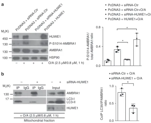 Fig. 6 HUWE1 is crucial for AMBRA1 – S1014 phosphorylation. a HeLa cells were transfected with an empty vector (PcDNA3) in combination with a siRNA- siRNA-Ctr or a siRNA-HUWE1 or a plasmid encoding for HUWE1