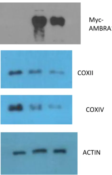 Fig. 2a  Myc-  AMBRA1  COXII  COXIV  ACTIN  Fig. 2c  Myc-  AMBRA1 COXII COXIV ACTIN 