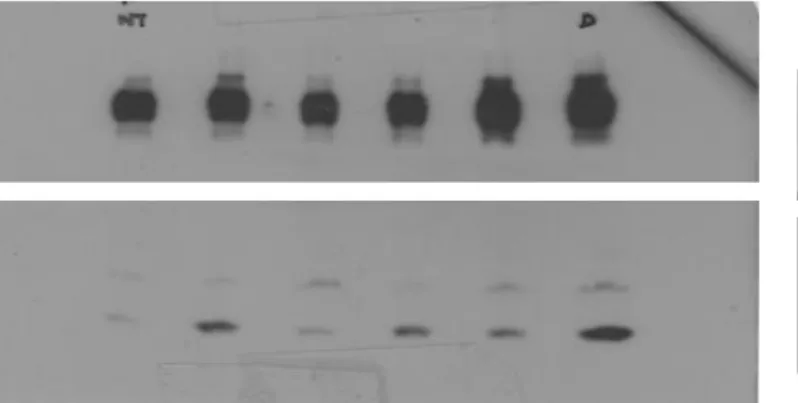 Fig. 3c  COXII  COXIV  ACTIN   Myc-AMBRA1  Fig. 3b   Myc-AMBRA1 LC3 Fig. 3e 