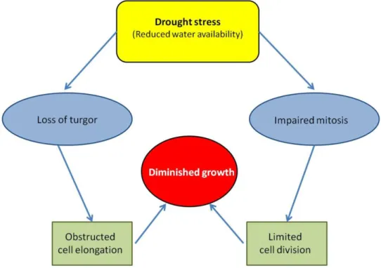 Fig.  1.  Description  of  plant  growth  reduction  under  drought  stress.  Under  drought  stress conditions, cell elongation is inhibited by reduced turgor pressure