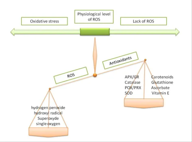 Fig. 2. Oxidative stress description. The imbalance between ROS and enzymatic and  nonenzymatic antioxidants is detected in plants in response to abiotic stress