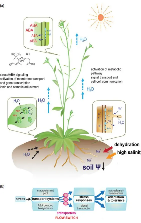 Fig. 3. Plant transport system and responses to drought and high salinity stresses. (a)  Abiotic  stressors  stimulate  the  biosynthesis  and  transport  of  plant  hormones,  like  abscisic  acid  (ABA),  triggering  of  signaling  networks,  activation 