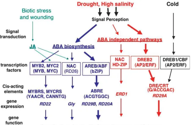 Fig.  4.  Transcriptional  regulatory  networks  of  abiotic  stress  signals  and  gene  expression
