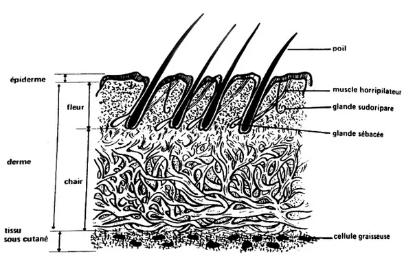 Figure 5- Stratigraphie type d'une peau de mammifère. ©Jullien et Gavend, 2002. 