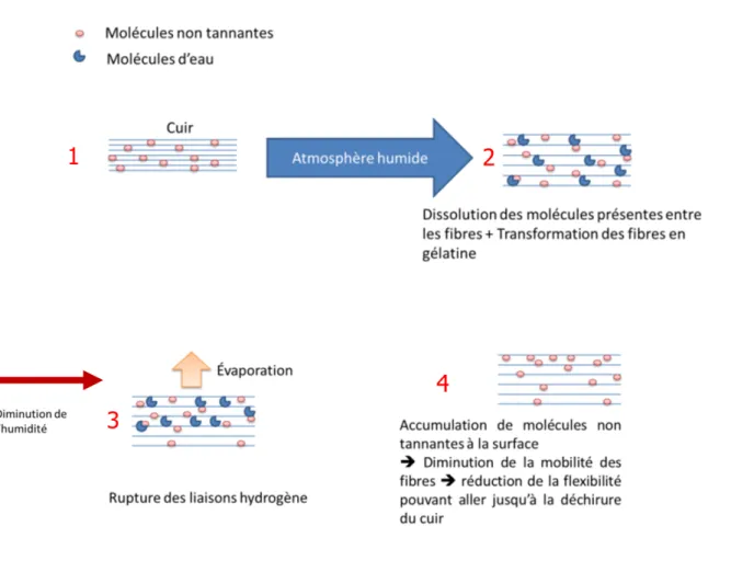 Figure 20-  Processus d’altération du cuir lors de fluctuation d’humidité relative