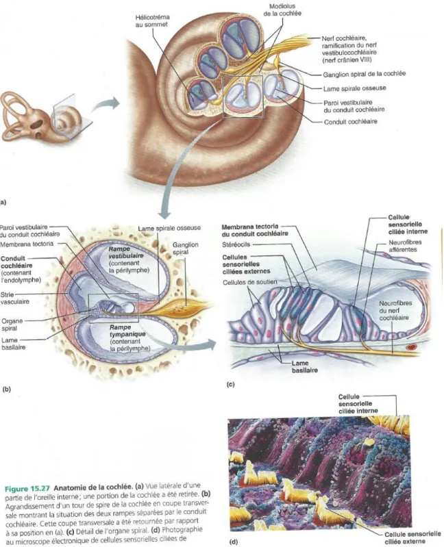 Figure 5 Tiré de Marieb &amp; Hoehn, 2010, p.675 