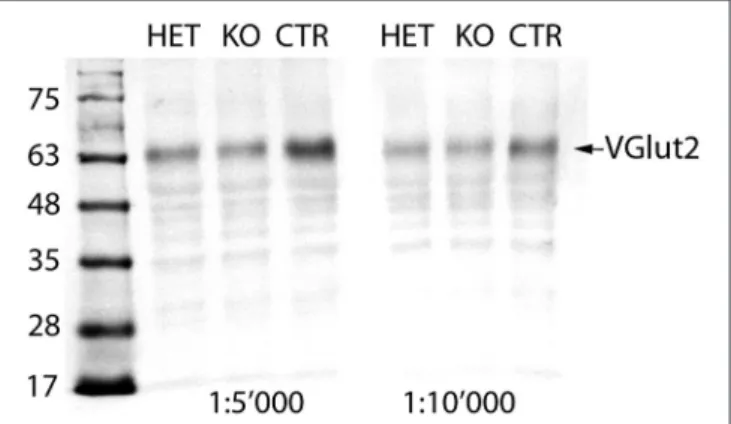 FIGURE 1 | Immunoblot of brain extracts: In the brain extracts of all three genotypes, the VGlut2 antiserum recognizes a band at MW of ∼64 kDa, corresponding to the VGlut2 protein (arrow)