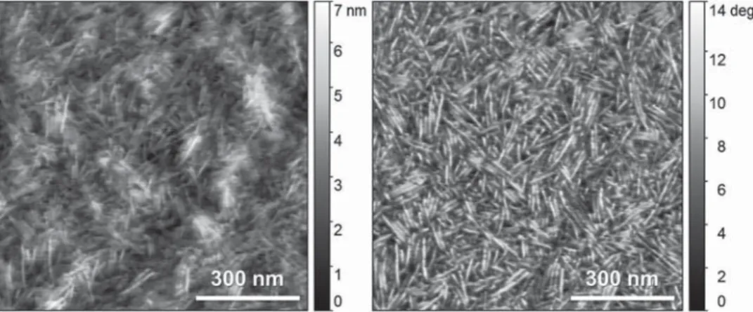Figure 5.  AFM height (left) and phase (right) images of P9.