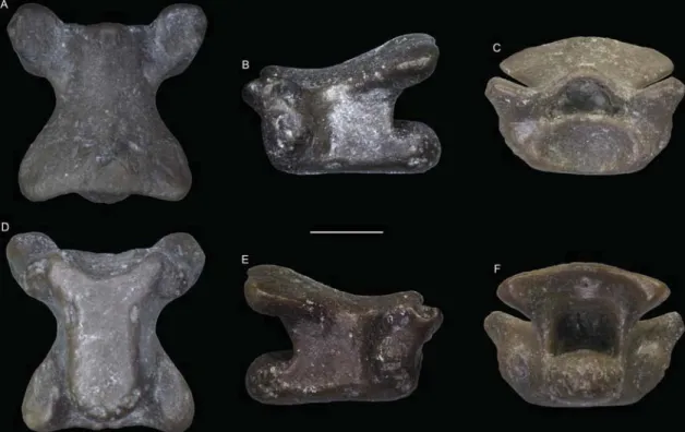 Fig. 2. Trunk vertebra (UU SP4 501) of Amphisbaenia indet. from Spilia-4, in dorsal (A), left lateral (B), anterior (C), ventral (D), right lateral (E), and posterior (F) views