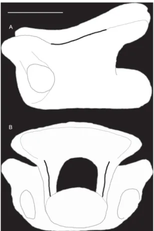 Fig. 3. Trunk vertebra (UU SP4 501) of Amphisbaenia indet. from Spilia-4, in left lateral (A) and posterior (B) views, indicating the left postzygoprezygapophyseal lamina (A) and the centropostzygapophyseal laminae (B)