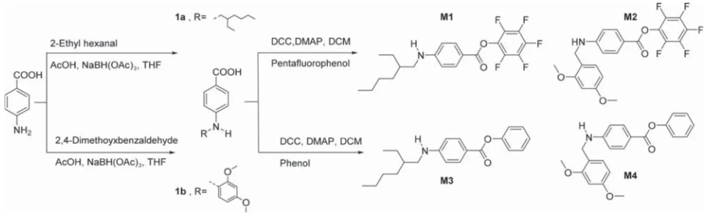 Table 1. Results for the Polymerization of Di ﬀ erent Monomers entry monomer LiTMP (equiv) M n(theo) M n a (g/mol) M w (g/mol) Đ a P1 M1 1.2 2800 2900 3050 1.07 P1a M1 1.2 5700 6000 6770 1.14 P1b M1 1.2 12000 11000 12400 1.12 P2 M2 1.2 2700 2900 3110 1.07 